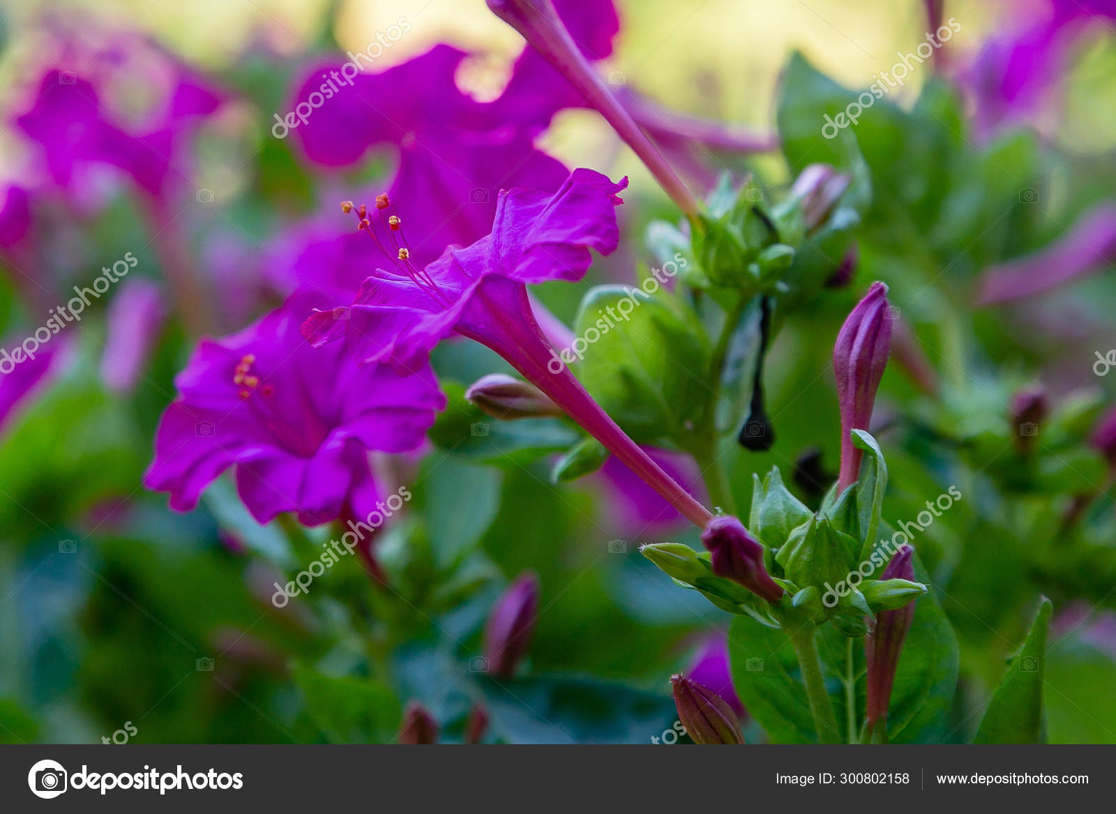 Beautiful Purple Yellow Flowers Mirabilis Jalapa Four Clock Summer Garden Stock Photo Image By C Ovju Yandex Ru Beautiful Purple Yellow Flowers Mirabilis Jalapa Four Clock Summer Garden Stock Photo Image By C Ovju Yandex Ru