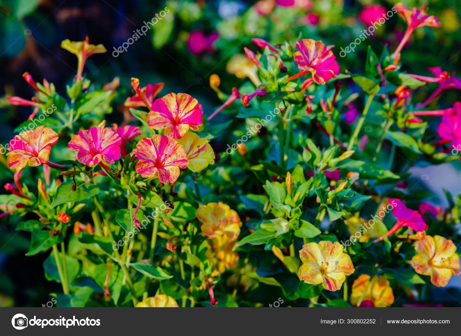 Beautiful Purple Yellow Flowers Mirabilis Jalapa Four Clock Summer Garden Stock Photo Image By C Ovju Yandex Ru Beautiful Purple Yellow Flowers Mirabilis Jalapa Four Clock Summer Garden Stock Photo Image By C Ovju Yandex Ru