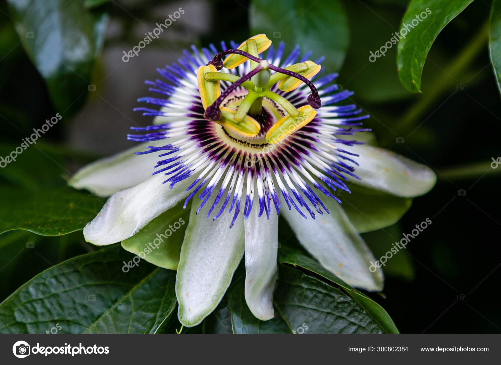 Get Blue Flower Passiflora Passiflora Caerulea Leaves Tropical Garden Desktop Wallpaper Free Wallpaper Blue Flower Passiflora Passiflora Caerulea Leaves Tropical Garden For Free