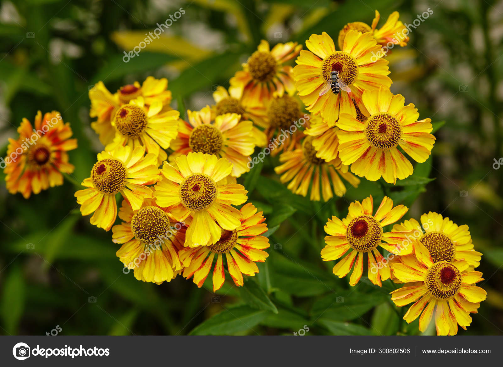 景观设计中的凝胶富戈种植和护理在空地上花的背景或壁纸夏季景观 图库照片 C Ovju Yandex Ru