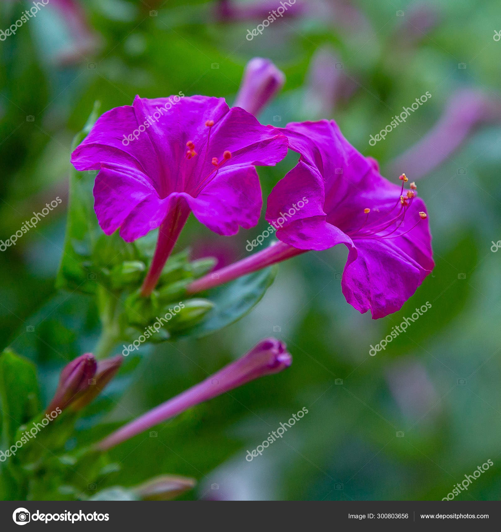 Beautiful Purple Yellow Flowers Mirabilis Jalapa Four Clock Summer Garden Stock Photo Image By C Ovju Yandex Ru Beautiful Purple Yellow Flowers Mirabilis Jalapa Four Clock Summer Garden Stock Photo Image By C Ovju Yandex Ru