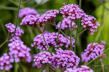 Verbena bonariensis çiçekleri (Arjantin mine çiçeği veya Mor mine çiçeği, Clustertop mine, Uzun Verbena, Pretty Verbena) bahçede bulunur.