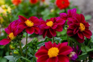 Sonbahar bahçesinde güzel dahlias.