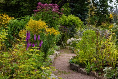 Sonbahar bahçesinde çiçekler. Bahçede veya Parkta çiçekli çok yıllıklar