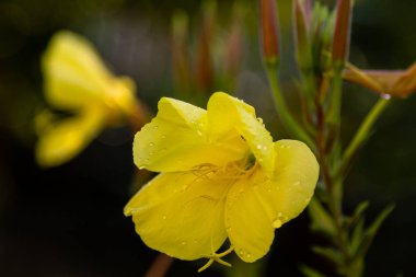 Akşam, gece mumu (lat. Oenothera) Selvi ailesinin bitkilerin bir cinstir (Onagraceae)