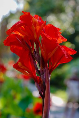 Zambak çiçekleri. Lily (lat. Llium), lily familyasından bir bitki cinsidir. Soğanlı çok yıllık otlar
