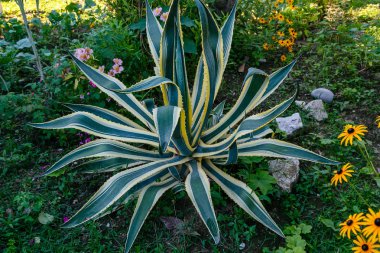 Peyzaj tasarımında Agave. Bahçede Agave