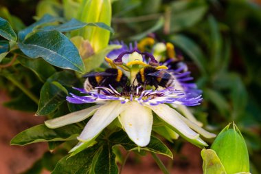 Mavi çiçek veya Passiflora (Passiflora caerulea) içinde tropikal bahçe bırakır. Güzel tutku meyve çiçek ya da Passiflora (Passifloraceae). Passiflora 550 türler bir cinsidir. Evergreen tropik sarmaşık