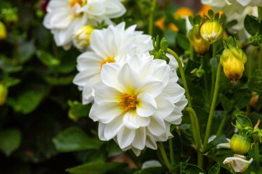 Sonbahar bahçesinde güzel dahlias.