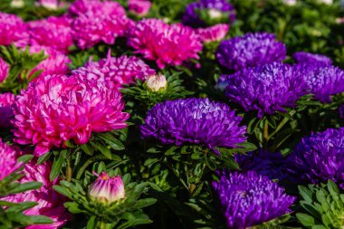 aster çiçekleri (aster, Michaelmas papatya) yeşil arka planda. Renkli çok renkli aster çiçekleri yıllık bitkiler. Sonbahar bahçesinde aster çiçek bahçe yatak yakın