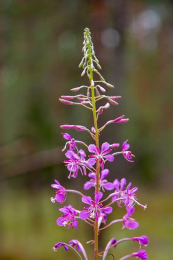 Doğal arka planda Chamaenerion angustifolium. Fireweed veya büyük söğütherb veya gülbay söğütherb söğütherb aile Onagraceae bir çok yıllık otsu bitkidir