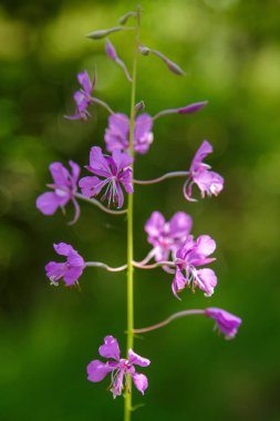 Doğal arka planda Chamaenerion angustifolium. Fireweed veya büyük söğütherb veya gülbay söğütherb söğütherb aile Onagraceae bir çok yıllık otsu bitkidir