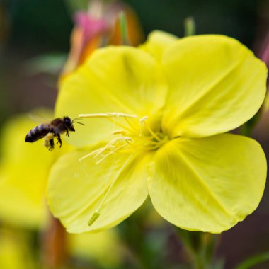 Akşam, gece mumu (lat. Oenothera) Selvi ailesinin bitkilerin bir cinstir (Onagraceae)