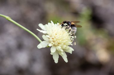 Doğal arka planda Scabiosa ochroleuca çiçeği