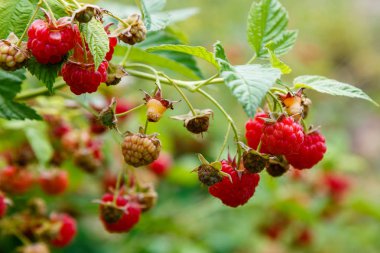doğal arka planda ahududu Bush üzerinde ahududu. Bahçede büyüyen ahududu