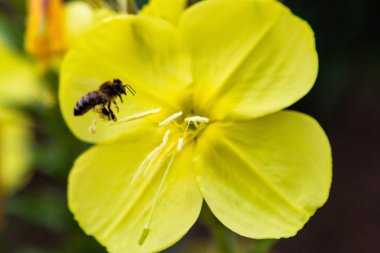 Akşam, gece mumu (lat. Oenothera) Selvi ailesinin bitkilerin bir cinstir (Onagraceae)