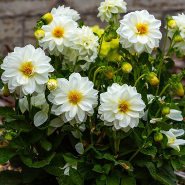 Sonbahar bahçesinde güzel dahlias.