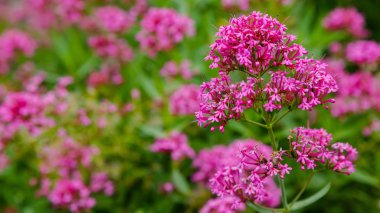 Centranthus ruber purpure çiçekler. Centranthus ruber, kırmızı kediotu, mahmuzlu kediotu, öpücük-me-hızlı, tilki fırçası, şeytan ın sakalı ve Jüpiter'in sakalı olarak da adlandırılan popüler bir bahçe bitkisidir.