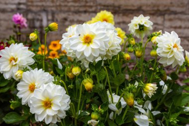 Sonbahar bahçesinde güzel dahlias.