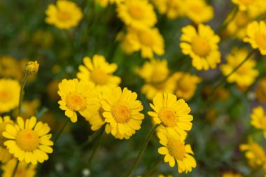 Cota tinctoria veya Anthemis tinctoria, altın marguerite, sarı papatya veya öküz gözü papatya, ayçiçeği ailesinde bitkidir. Diğer yaygın isimler 