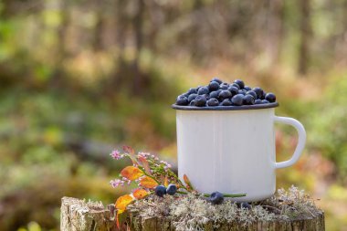 Ormanın arka planında taze yaban mersini olan kupa. Ormanda böğürtlen topluyorlar. Taze yaban mersini.