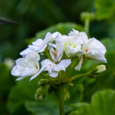 Bahçede sardunya pratense.