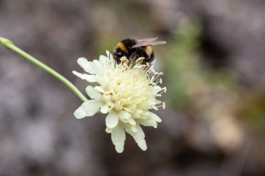 Doğal arka planda Scabiosa ochroleuca çiçeği