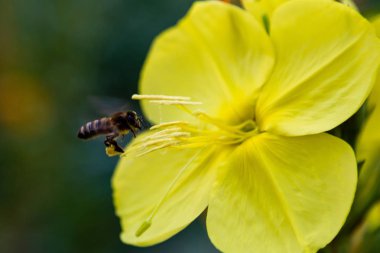 Akşam, gece mumu (lat. Oenothera) Selvi ailesinin bitkilerin bir cinstir (Onagraceae)