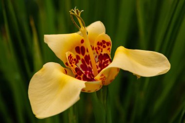 Tigridia pavonia is the best-known species from the genus Tigridia, in the Iridaceae family. Common names include jockey's cap lily, Mexican shellflower peacock flower, tiger iris, and tiger flower clipart