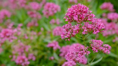 Centranthus ruber purpure çiçekler. Centranthus ruber, kırmızı kediotu, mahmuzlu kediotu, öpücük-me-hızlı, tilki fırçası, şeytan ın sakalı ve Jüpiter'in sakalı olarak da adlandırılan popüler bir bahçe bitkisidir.