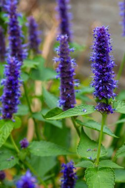 Veronica longifolia'nın bahçedeki mavi çiçeği. Bahçede şifalı bitkiler