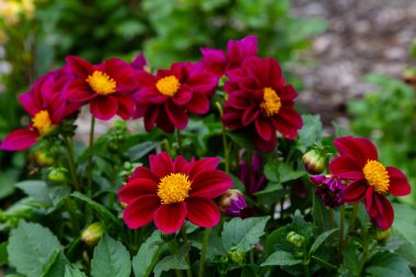 Sonbahar bahçesinde güzel dahlias.
