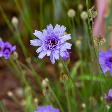 Centaurea cyanus bahçede. Leylak çiçekleri cornflower scabiosa (Centaurea scabiosa) bir orman çim üzerinde
