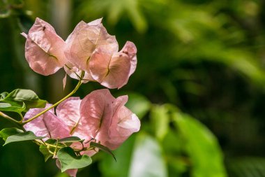 Çiçek açan begonvil. Mor begonviller çiçekleri. 
