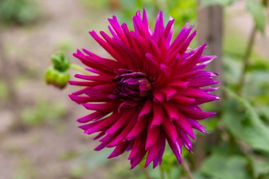 Sonbahar bahçesinde güzel dahlias.