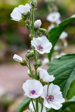 Marshmallow (Althaea officinalis) doğal bir iyileşme sürecidir. Bahçede şifalı bitkiler