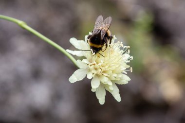 Flower of Scabiosa ochroleuca in natural background clipart
