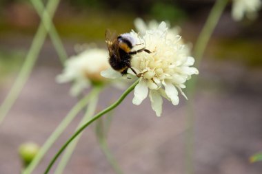 Doğal arka planda Scabiosa ochroleuca çiçeği