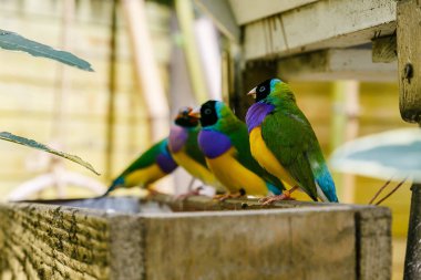 Gouldian ispinoz (Erythrura gouldiae), Ayrıca Lady Gouldian ispinoz olarak bilinen, Avustralya'ya endemik. Evde süs kuşlarının yetiştirimi