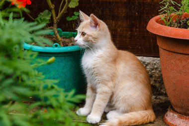 Sevimli kırmızı tüylü yavru kedi