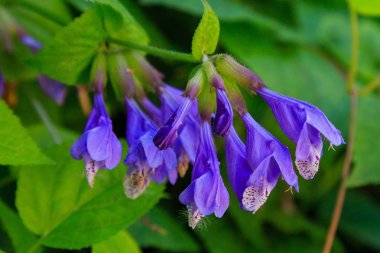 Doğal arka planda Dracocephalum nutans. Tıbbi ve nektar bitkisi