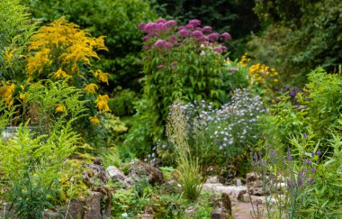 Sonbahar bahçesinde çiçekler. Bahçede veya Parkta çiçekli çok yıllıklar