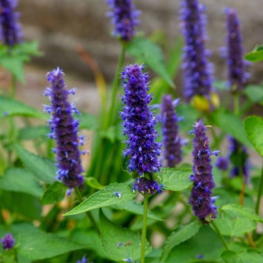 Veronica longifolia'nın bahçedeki mavi çiçeği. Bahçede şifalı bitkiler