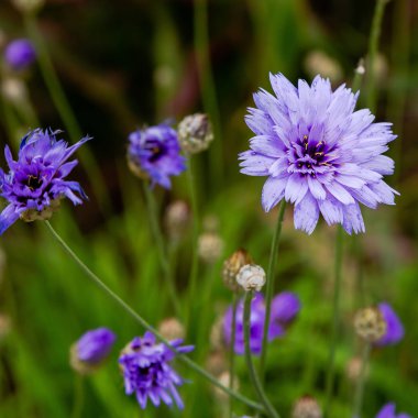 Centaurea cyanus bahçede. Leylak çiçekleri cornflower scabiosa (Centaurea scabiosa) bir orman çim üzerinde