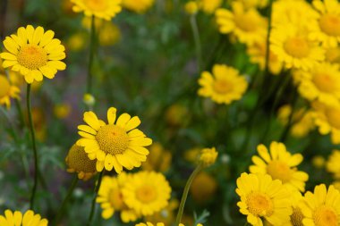 Cota tinctoria veya Anthemis tinctoria, altın marguerite, sarı papatya veya öküz gözü papatya, ayçiçeği ailesinde bitkidir. Diğer yaygın isimler 