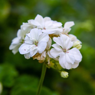 Bahçede sardunya pratense.