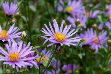 Sonbahar bahçesinde Symphyotrichum novae angliae. Violet Sonbahar Aster Michaelmas Papatya, Papatyalar Vahşi Krizantem doğal arka planda