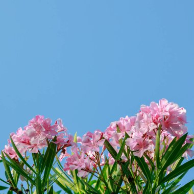 oleander Oleander çiçekleri büyük bir tropikal bitkidir. Güzel çiçek tropikal arka plan