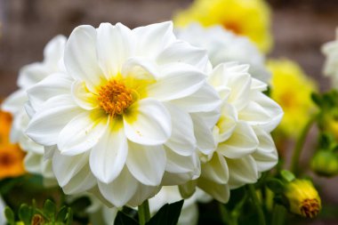 Sonbahar bahçesinde güzel dahlias.