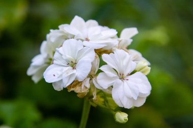 Bahçede sardunya pratense.